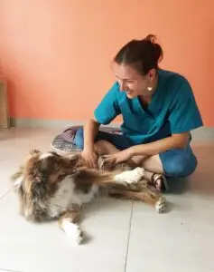 osthéopathie animaux